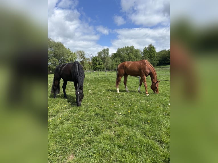 Hannoveraner Wallach 5 Jahre 172 cm Schwarzbrauner in Seesen