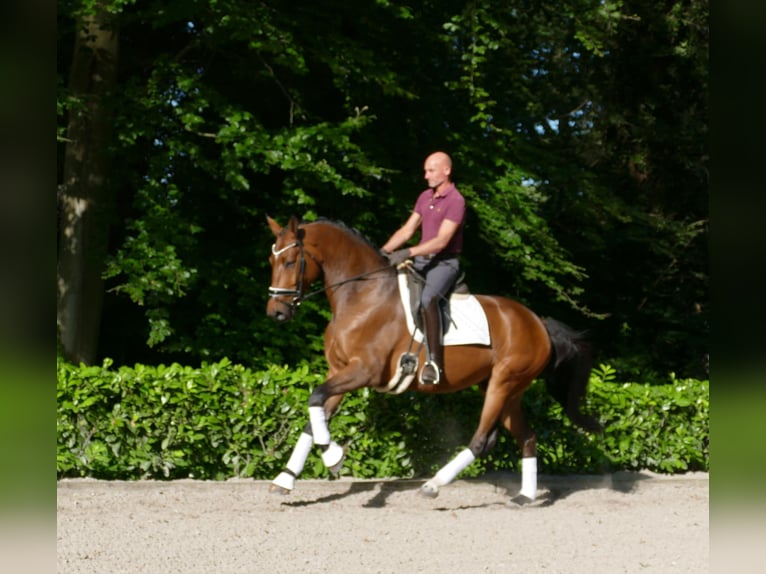 Hannoveraner Wallach 5 Jahre 173 cm Brauner in Hemslingen