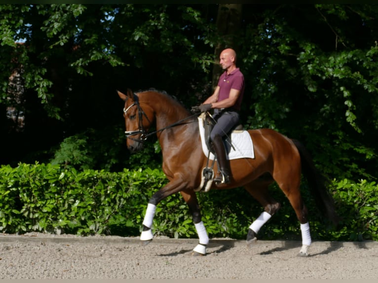 Hannoveraner Wallach 5 Jahre 173 cm Brauner in Hemslingen