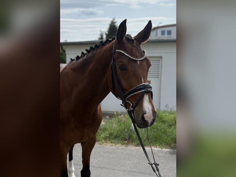 Hannoveraner Wallach 5 Jahre 173 cm Brauner in Niederkassel