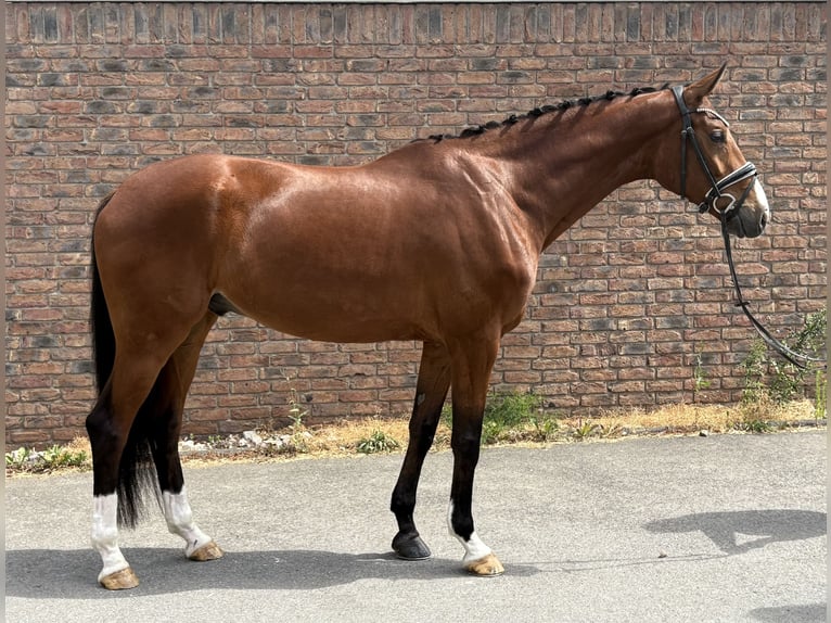 Hannoveraner Wallach 5 Jahre 173 cm Brauner in Niederkassel