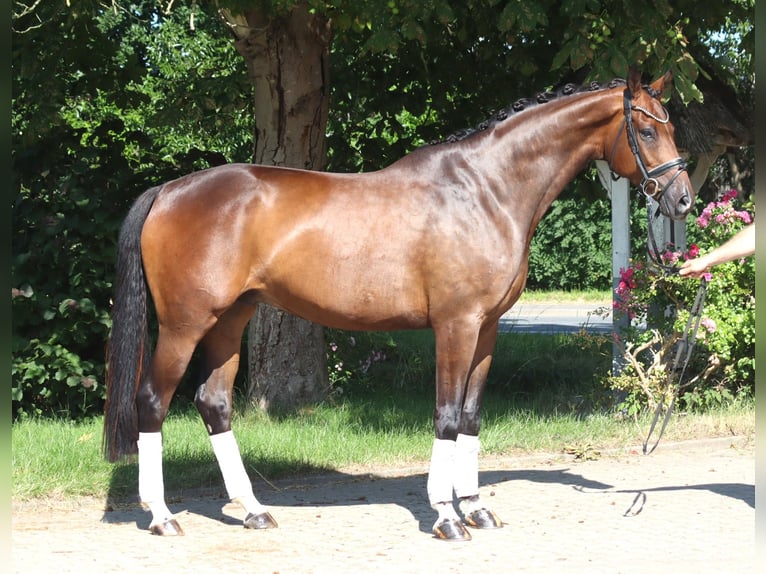 Hannoveraner Wallach 5 Jahre 173 cm Brauner in Selsingen