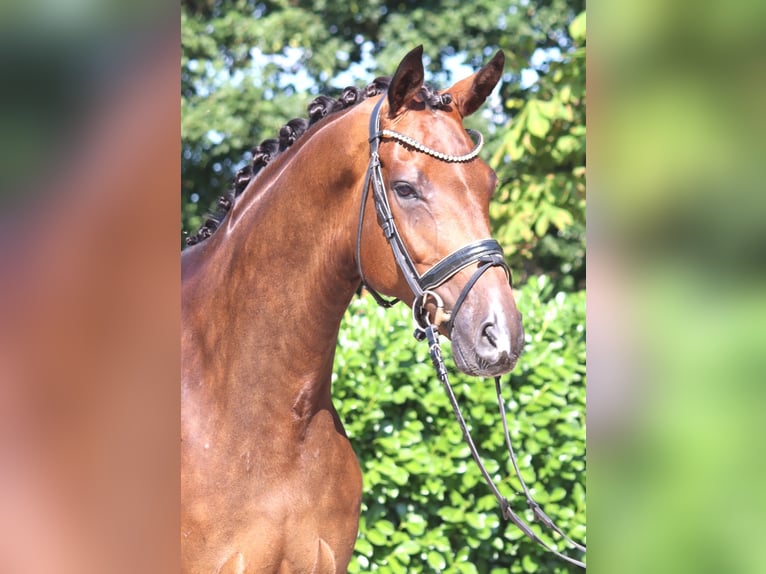 Hannoveraner Wallach 5 Jahre 173 cm Brauner in Selsingen