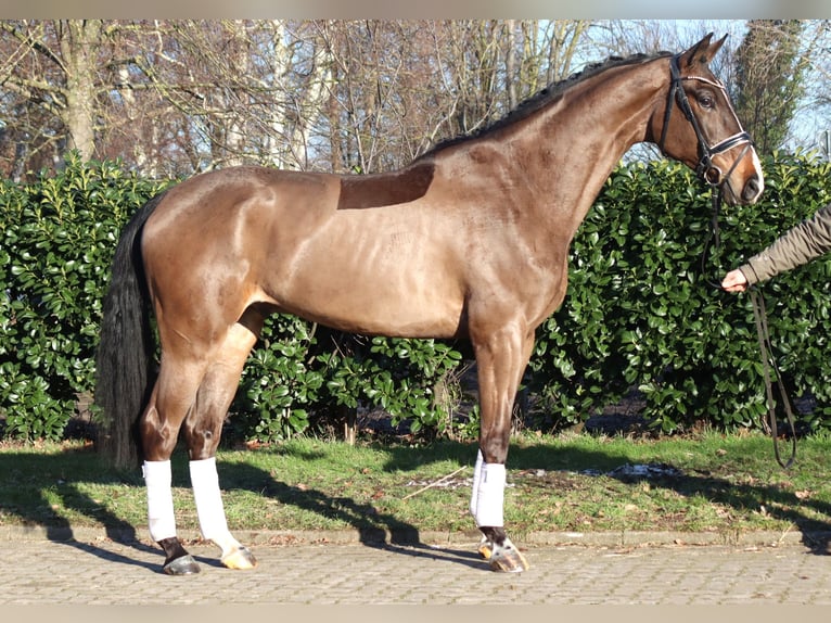 Hannoveraner Wallach 5 Jahre 173 cm Brauner in Selsingen