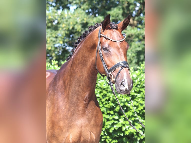 Hannoveraner Wallach 5 Jahre 173 cm Brauner in Selsingen