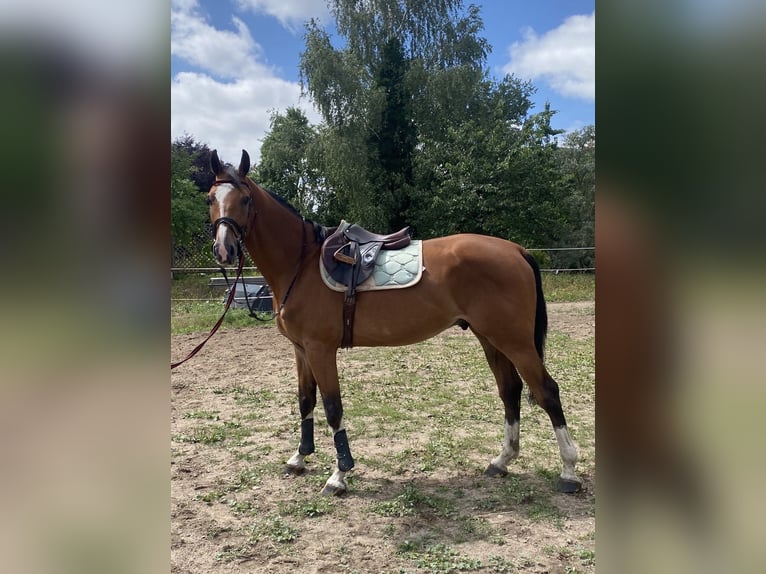 Hannoveraner Wallach 5 Jahre 173 cm Brauner in Waren (Müritz)