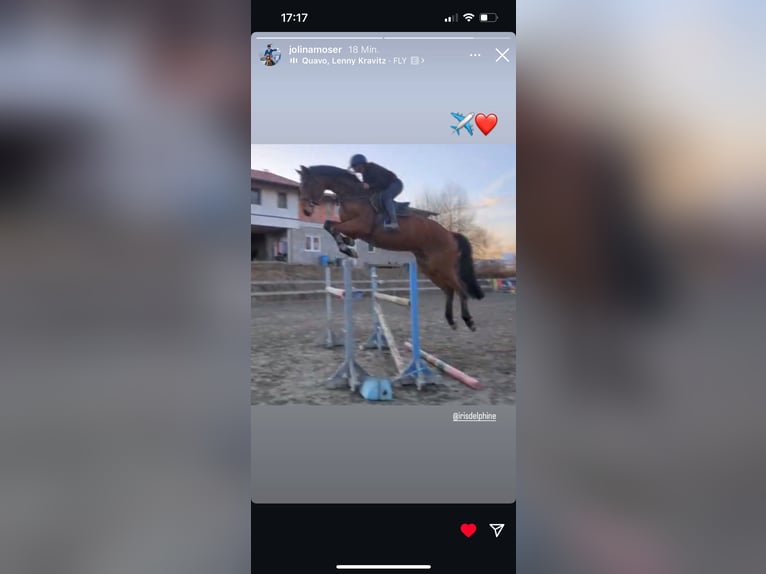 Hannoveraner Wallach 5 Jahre 173 cm Brauner in Klagenfurt,11.Bez.:St. Ruprecht