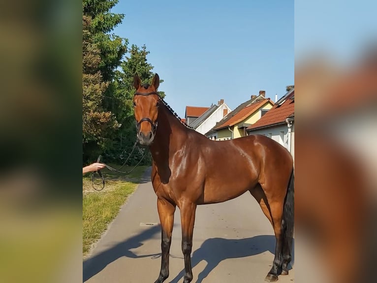 Hannoveraner Wallach 5 Jahre 173 cm Brauner in Hohenberg-Krusemark