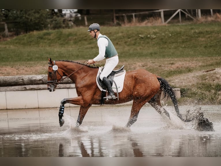 Hannoveraner Wallach 5 Jahre 173 cm Brauner in Hohenberg-Krusemark