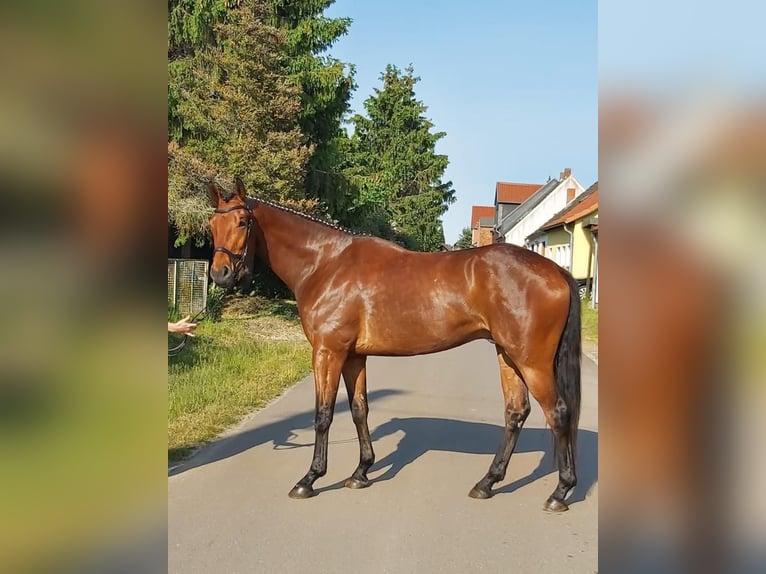 Hannoveraner Wallach 5 Jahre 173 cm Brauner in Hohenberg-Krusemark