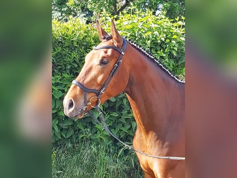 Hannoveraner Wallach 5 Jahre 173 cm Brauner in Hohenberg-Krusemark