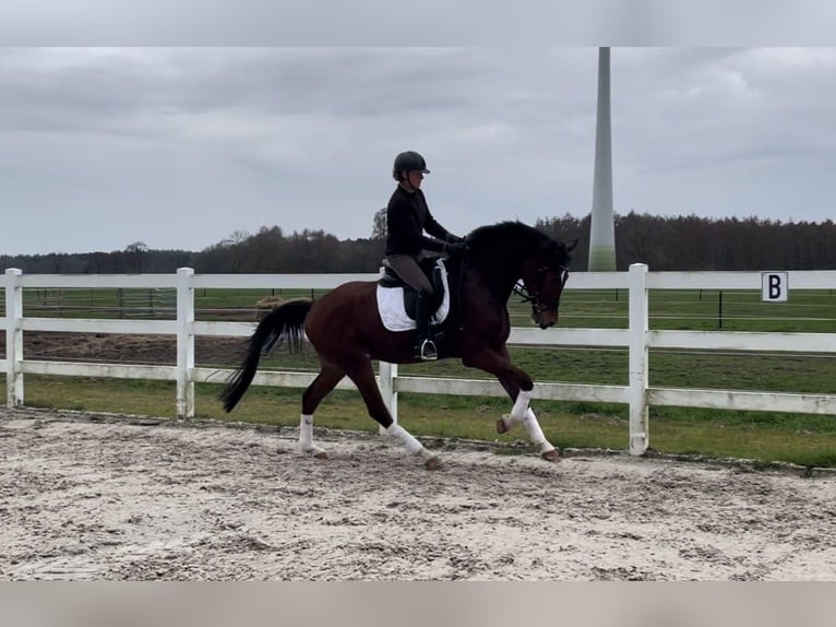 Hannoveraner Wallach 5 Jahre 173 cm Dunkelbrauner in Bassum