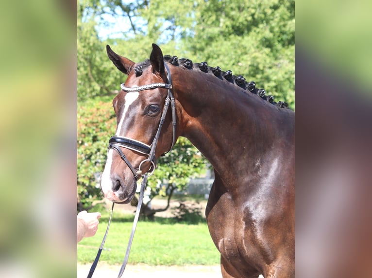 Hannoveraner Wallach 5 Jahre 173 cm Dunkelbrauner in Selsingen