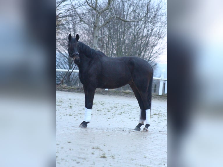 Hannoveraner Wallach 5 Jahre 173 cm Dunkelbrauner in Hattingen