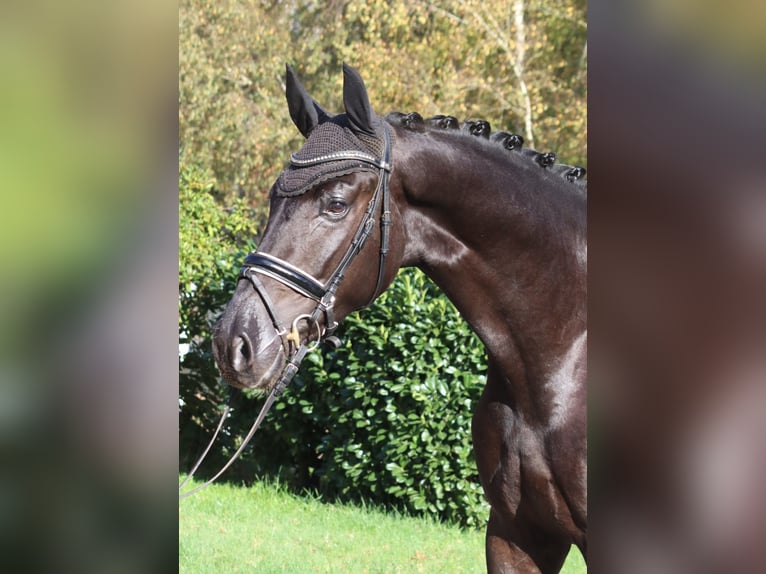 Hannoveraner Wallach 5 Jahre 173 cm Rappe in Selsingen