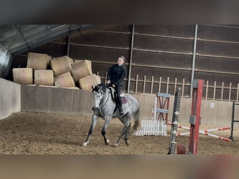 Hannoveraner Wallach 5 Jahre 174 cm Apfelschimmel in Borgwedel