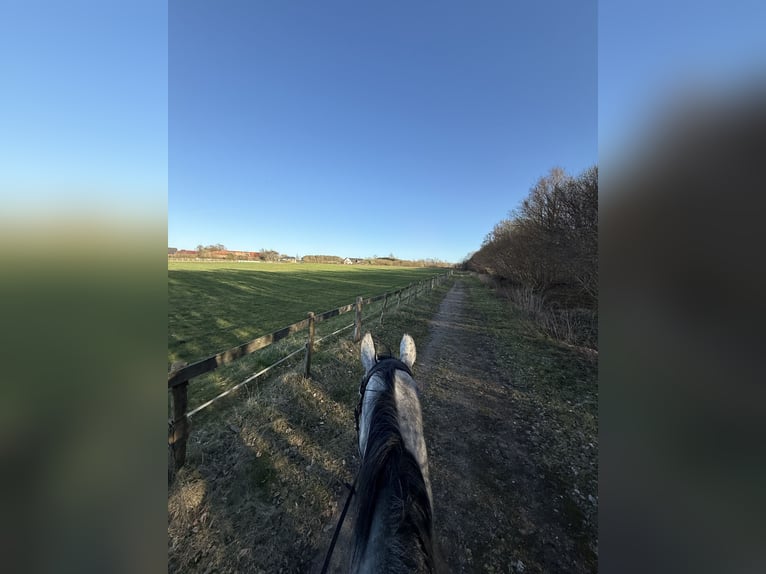 Hannoveraner Wallach 5 Jahre 174 cm Apfelschimmel in Borgwedel