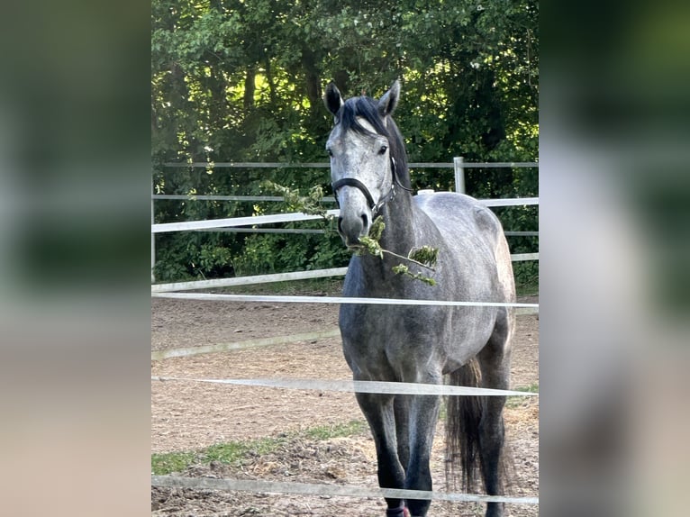 Hannoveraner Wallach 5 Jahre 174 cm Apfelschimmel in Borgwedel