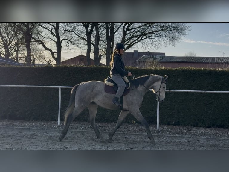 Hannoveraner Wallach 5 Jahre 174 cm Apfelschimmel in Borgwedel
