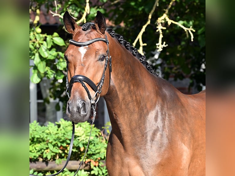 Hannoveraner Wallach 5 Jahre 174 cm Brauner in Bad Bevensen