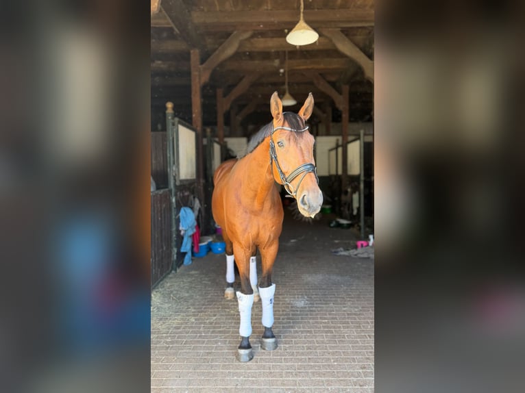 Hannoveraner Wallach 5 Jahre 174 cm Brauner in Ennigerloh