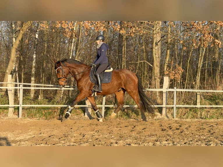 Hannoveraner Wallach 5 Jahre 174 cm Brauner in Barsbüttel