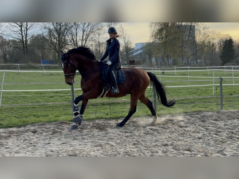 Hannoveraner Wallach 5 Jahre 174 cm Brauner in Barsbüttel