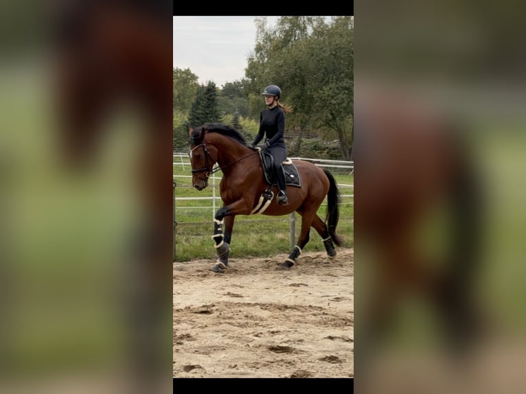 Hannoveraner Wallach 5 Jahre 174 cm Brauner in Barsbüttel