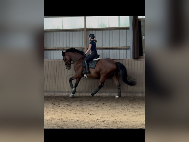 Hannoveraner Wallach 5 Jahre 174 cm Brauner in Barsbüttel