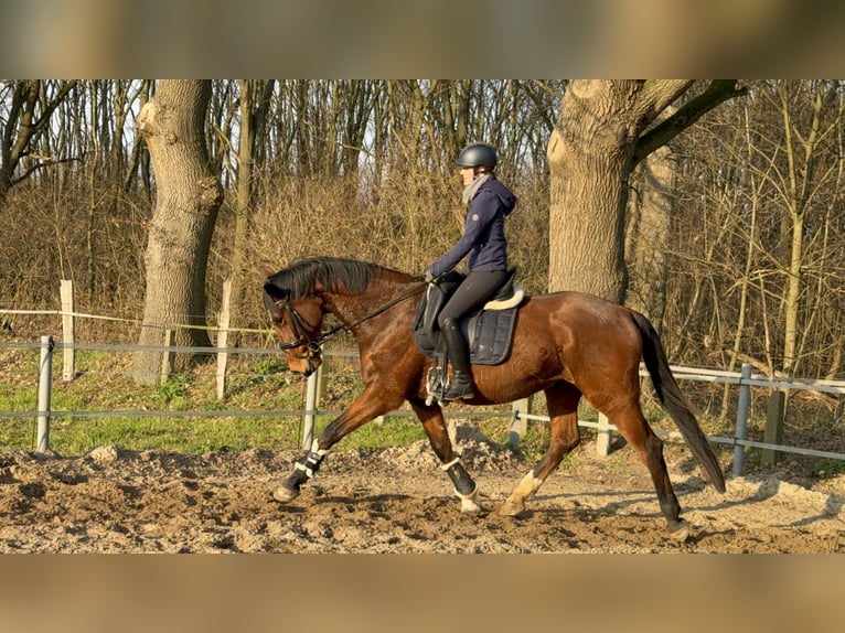 Hannoveraner Wallach 5 Jahre 174 cm Brauner in Barsbüttel