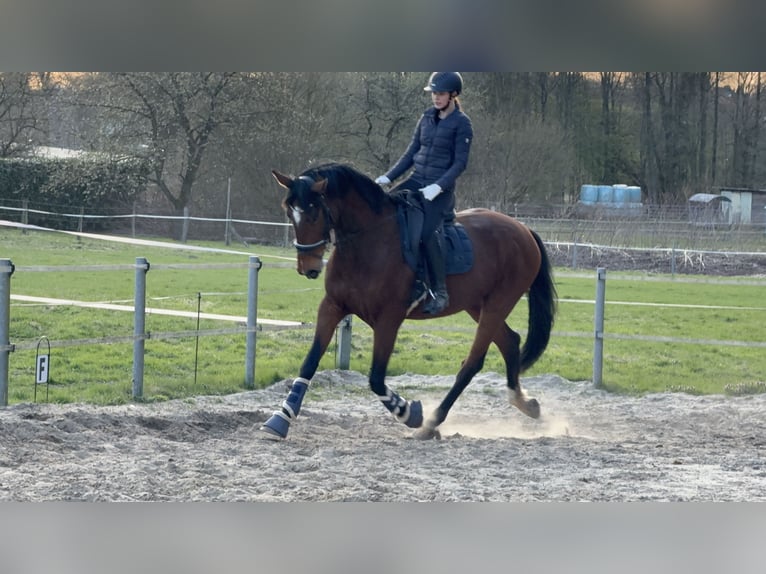 Hannoveraner Wallach 5 Jahre 174 cm Brauner in Barsbüttel
