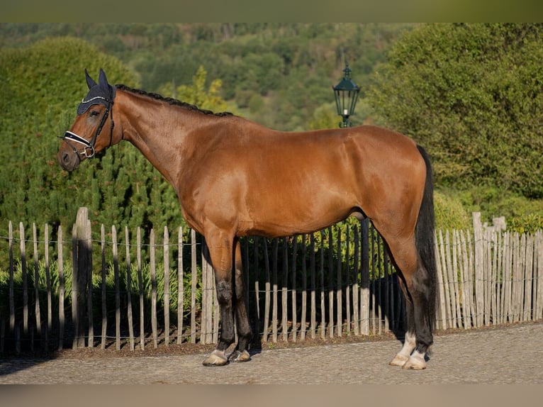 Hannoveraner Wallach 5 Jahre 174 cm Brauner in Haiger