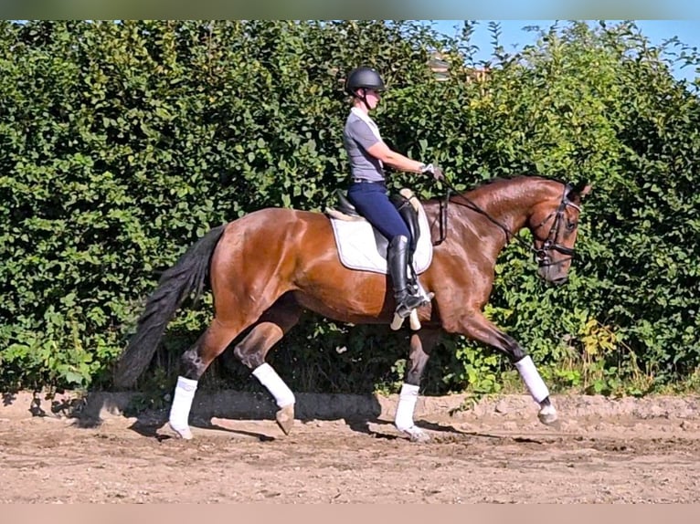 Hannoveraner Wallach 5 Jahre 174 cm Brauner in Scharnebeck