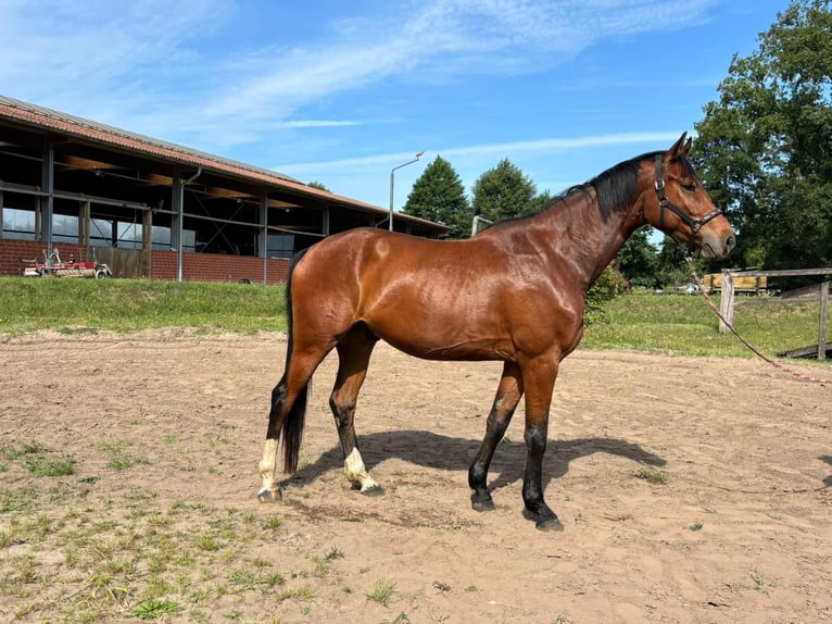 Hannoveraner Wallach 5 Jahre 174 cm Brauner in Lilienthal
