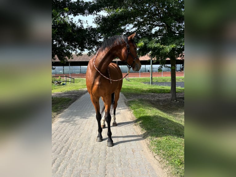 Hannoveraner Wallach 5 Jahre 174 cm Brauner in Lilienthal