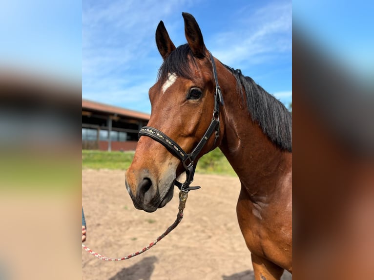 Hannoveraner Wallach 5 Jahre 174 cm Brauner in Lilienthal