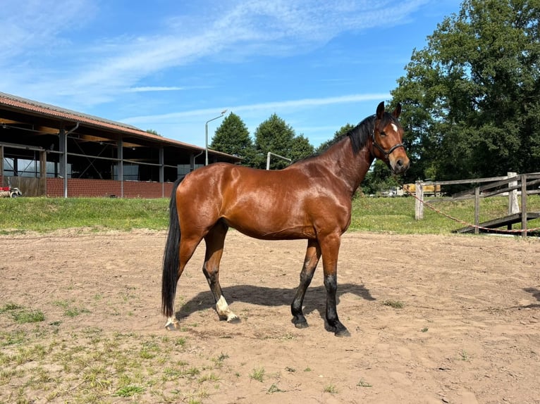 Hannoveraner Wallach 5 Jahre 174 cm Brauner in Lilienthal