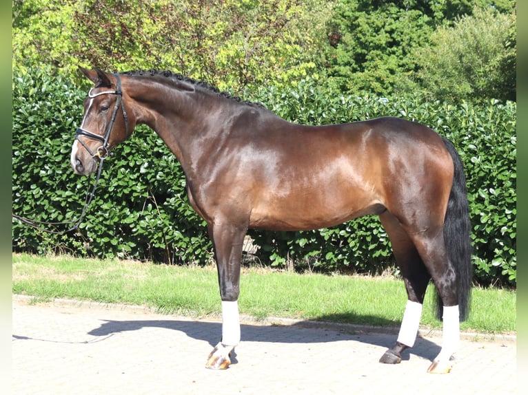 Hannoveraner Wallach 5 Jahre 174 cm Brauner in Selsingen