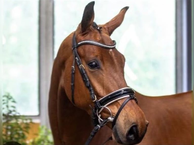 Hannoveraner Wallach 5 Jahre 174 cm Brauner in Mittenwald
