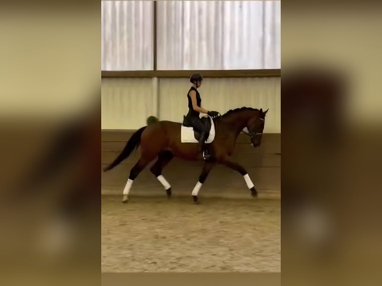 Hannoveraner Wallach 5 Jahre 174 cm Dunkelbrauner in Balge