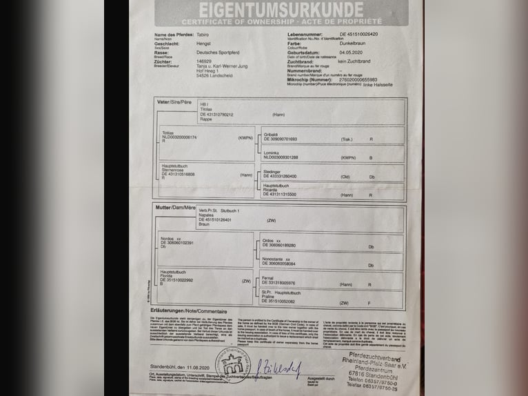 Hannoveraner Wallach 5 Jahre 174 cm Dunkelbrauner in Udenhain