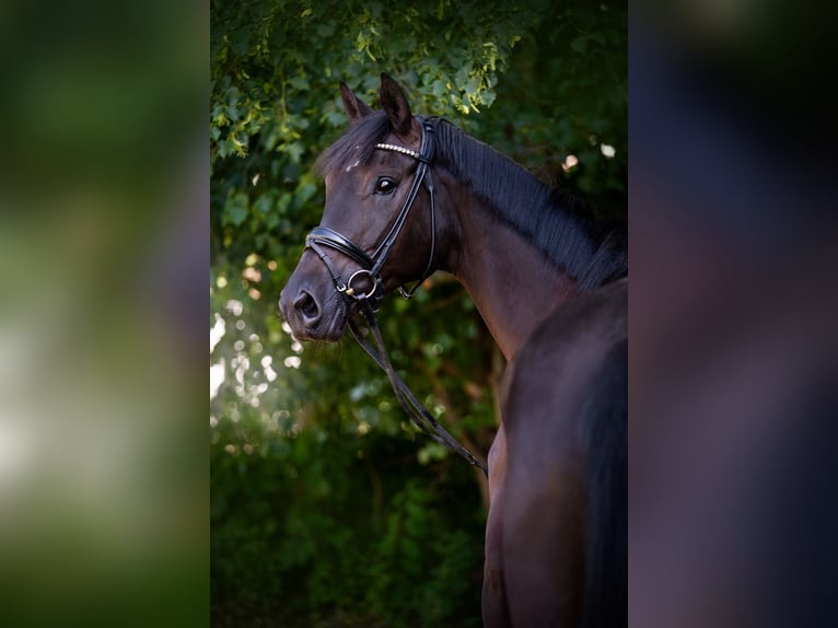 Hannoveraner Wallach 5 Jahre 174 cm Rappe in Springe