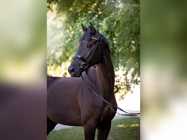 Hannoveraner Wallach 5 Jahre 174 cm Rappe in Springe