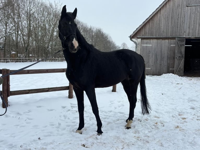 Hannoveraner Wallach 5 Jahre 174 cm Rappe in Verden (Aller)