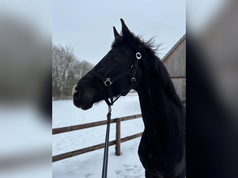 Hannoveraner Wallach 5 Jahre 174 cm Rappe in Verden (Aller)