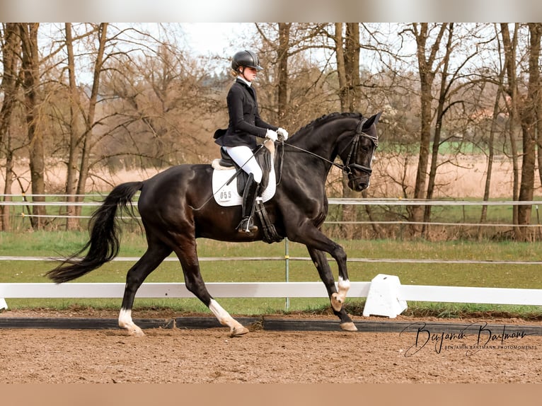 Hannoveraner Wallach 5 Jahre 174 cm Rappe in Chieming
