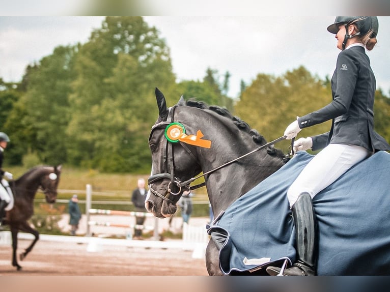 Hannoveraner Wallach 5 Jahre 174 cm Rappe in Chieming