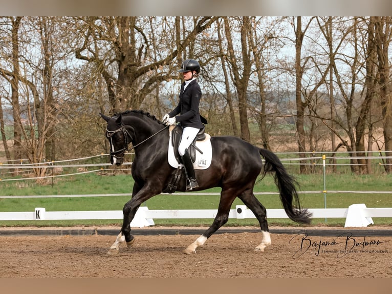 Hannoveraner Wallach 5 Jahre 174 cm Rappe in Chieming