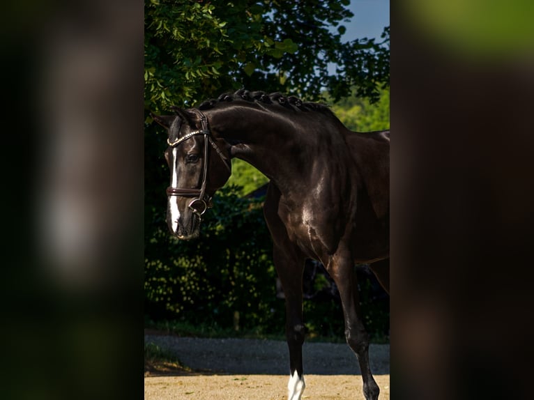 Hannoveraner Wallach 5 Jahre 174 cm Rappe in Chieming