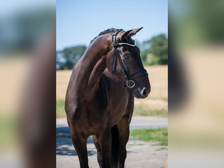 Hannoveraner Wallach 5 Jahre 174 cm Schwarzbrauner in Bramsche